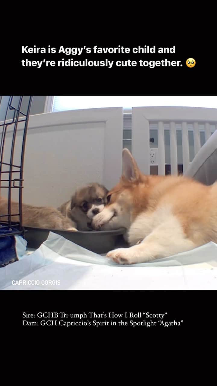 Geordi La Corgiのインスタグラム