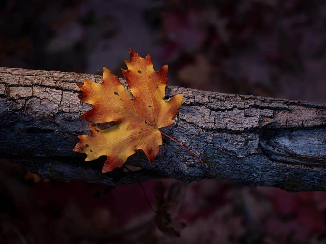 Keith Ladzinskiのインスタグラム：「I love those subtle, delicate touches of autumn / for @natgeo / @zionnps」