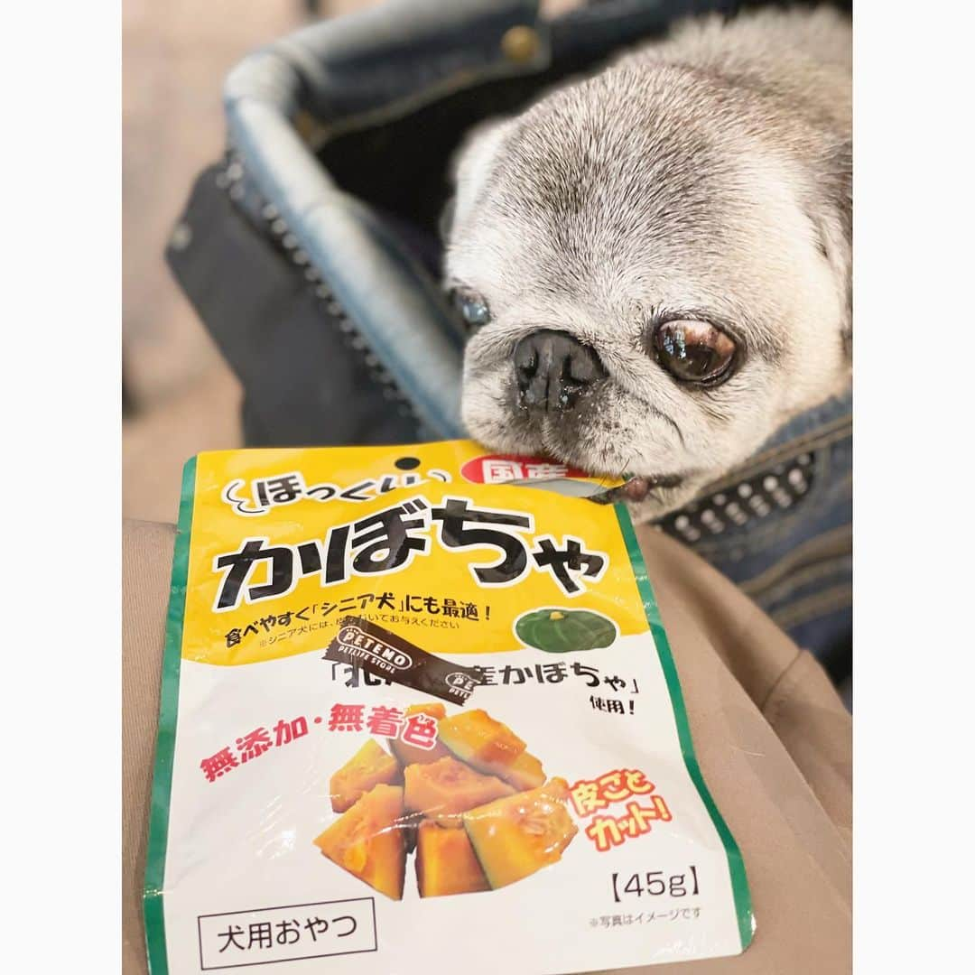 八兵衛のインスタグラム：「Hachibei 😋 Nov2,2023 * * #デジャブかな #たぶん芋のほうが好き  #ほぼ黒パグ #おじいちゃん犬 #17歳1か月 #pug #puggy #puglife #puglove #petstagram #pugstagram #pugsofinstagram #pugs #dog #八兵衛 #はちべえ」