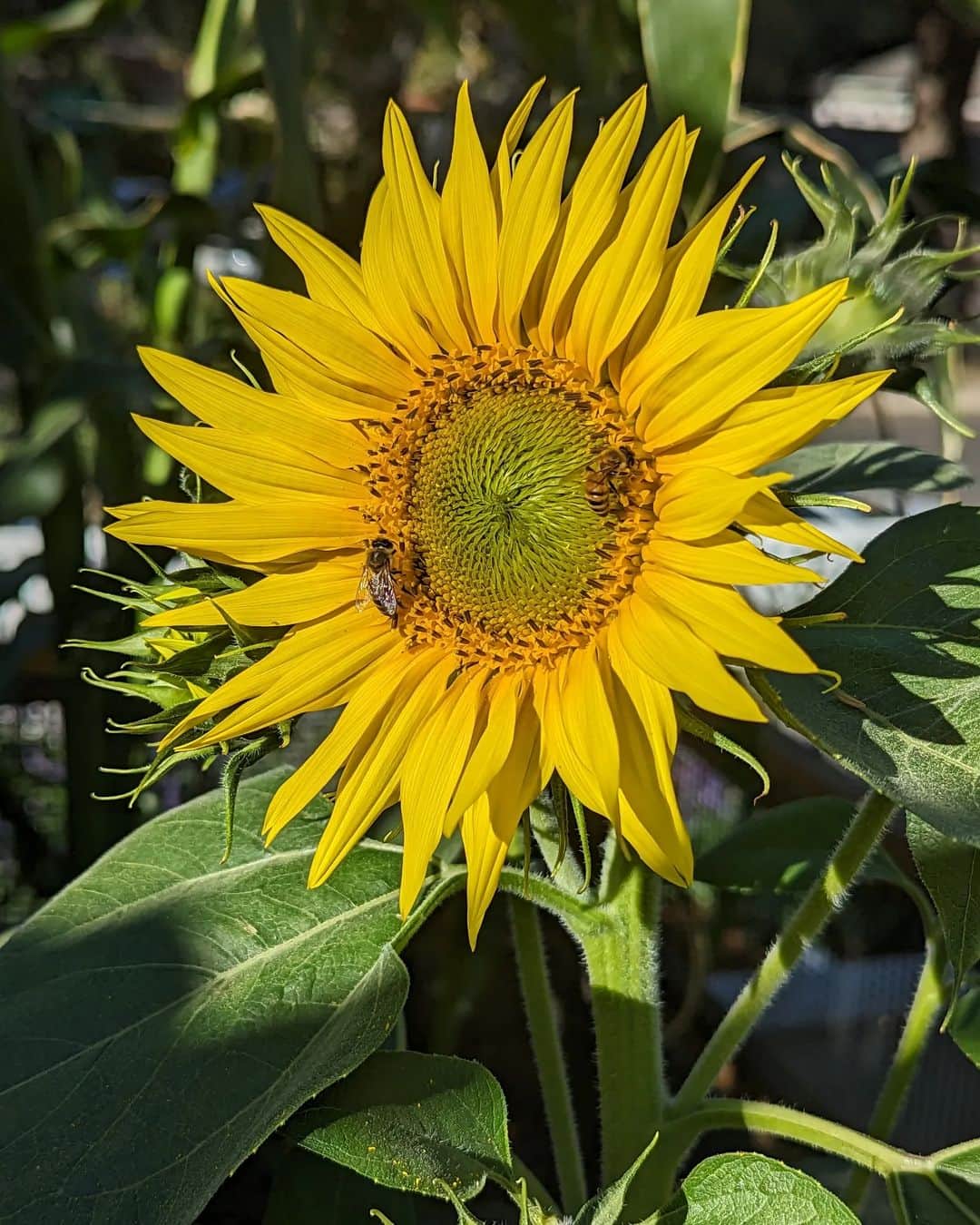 ウィル・ウィトンのインスタグラム：「Earlier this year, a sunflower seed fell off the bird feeder and grew into its own flower. When it bloomed, I collected its seeds, and scattered them around my yard. Most of them grew into their own flowers, which gave me more seeds, which grew into more flowers, which gave me more seeds. One of those seeds became this gorgeous flower, which is very popular with the bees.  All summer, we had beautiful flowers that brought bees and birds and butterflies into our yard, and they all came from one seed that wasn't even planted on purpose. They are still blooming, long after I expected the growing season to end.   There is a lesson there, if you're open to it.」