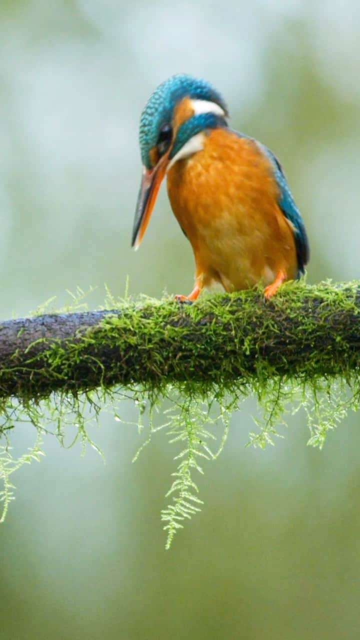 Discover Earthのインスタグラム：「Chasing kingfishers underwater 📸🐟 - witnessing their incredible hunting skills and those unique lenses in their eyes! Nature’s marvels never cease to amaze. 💚  📍 Netherlands  🇳🇱 #DiscoverNetherlands with @edwinhaighton」