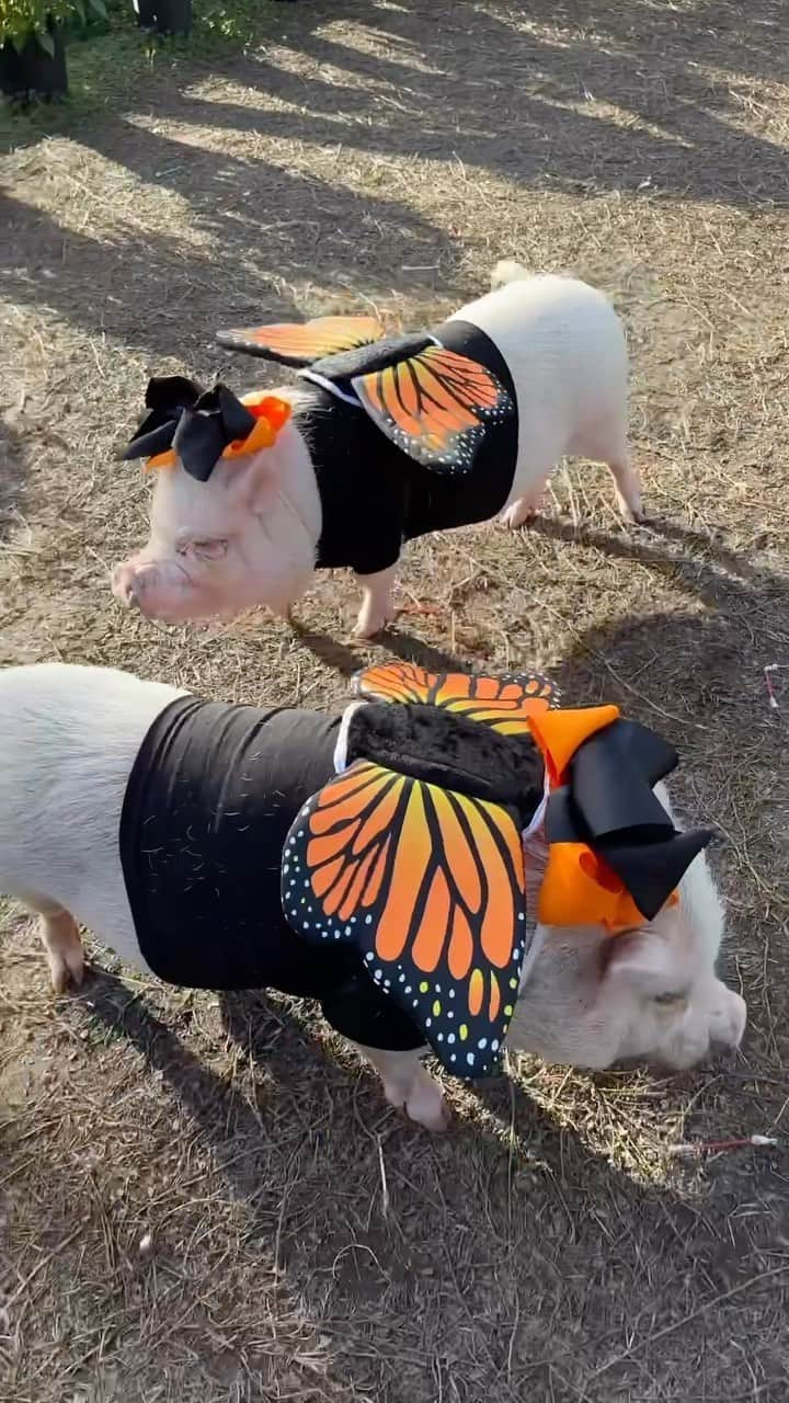 Priscilla and Poppletonのインスタグラム：「Just Wingin’ It! Posey and I had so much fun fluttering around the butterfly house with all the other butterflies at Hunsader Farms.🐷🦋 #butterflies #hunsaderfarms #pumpkinfestival #prissyandposey #PrissyandPop」