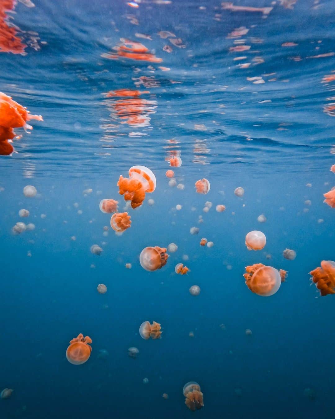 goproのインスタグラム：「Photo of the Day: Happy #WorldJellyfishDay from $250 #GoProAwards recipient @simojuulborring 🪼  @gopromysg #GoProMYSG #GoPro #Jellyfish #UnderwaterPhotography #WildlifePhotography #Borneo」
