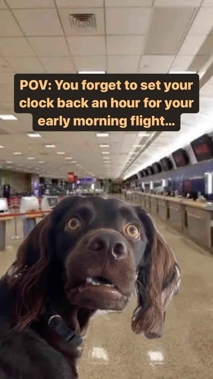 アメリカ運輸保安局のインスタグラム：「Hang on a minute…   Should you be alarmed? We’re not hounding you but don’t fur-get to fall back this weekend! Otherwise you might show up at the airport a little too early for that 5 AM flight. Remember, many places around the country will have daylight saving time end this weekend. While an extra hour earlier might not be a mastiff waste of time, some airports may not be open THAT early. Of course, we still recommend giving yourself enough time for the airline counters, security, making sure your gate still exists, your pre-flight critical bathroom break… and obviously coffee.   Wondering how to really make time fly at the airport? Download our MyTSA app. You can check out our “What Can I Bring” tool, find info to sign up for TSA PreCheck, and even see estimated checkpoint wait times if you accidently fell back a little too far… Tick-tock, go check it out now on Google Play or the Apple Store today!   #Dog #DaylightSavings #FallBack #TimeChange」