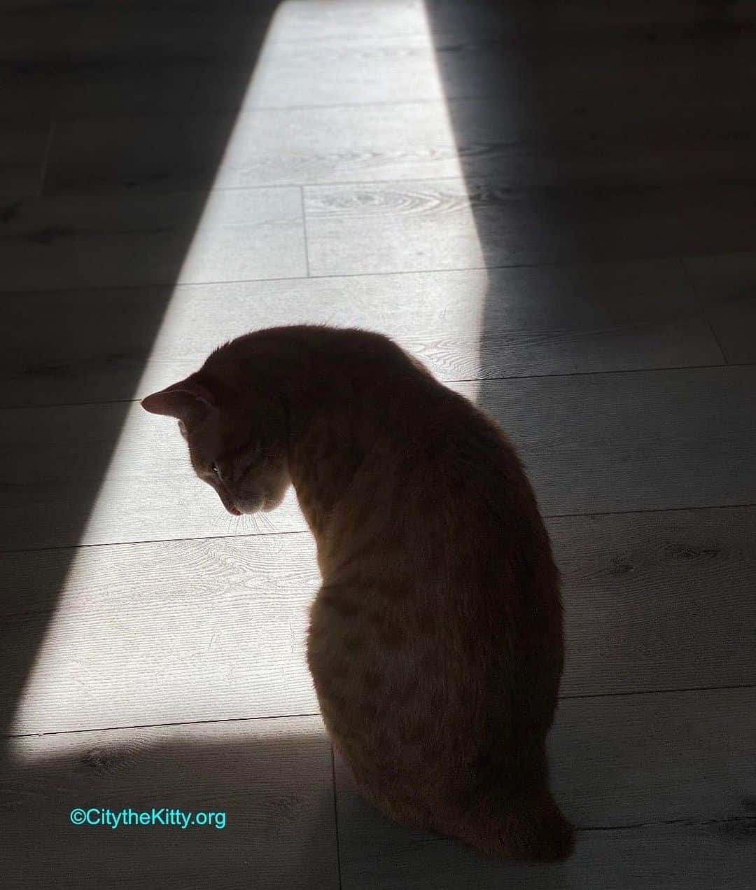 City the Kittyのインスタグラム：「We are super sad today and are asking for your input.😿😿💔🐾 We are receiving heartbreaking stories and photos about declawing from veterinary professionals who work in AAHA.org accredited animal hospitals and NVA.com practices.💔😿 One of the photos is of a holding cage at an @nvapets (NVA) clinic after a laser declawed cat took off its bandages overnight.😿😿😿😾😾😾 There is blood everywhere and it it devastating to know how much that cat suffered because a veterinarian at an NVA practice put greed over the welfare of a cat and barbarically burned off the cat’s much needed toe bones and claws. We know all of you support our mission to end this barbaric animal cruelty. Do we post this very graphic and bloody photo from this NVA clinic to show America’s cat owners what goes on behind the scenes in declawing vet clinics, especially those at AAHA and NVA? We can put a disclaimer up first if people don’t want to look at it. Let us know what you think. Enough is enough of this sadistic animal cruelty on innocent cats! Please sign our petitions to @nvapets and aahahealthypet  If they would tell their clinics that declawing is NOT allowed unless it’s for a medical reason for the cat like a tumor or injury, then this evil chapter in the American veterinary profession would be over sooner than LATER! Please send an email to the German billionaire family (The Reimanns) who own NVA and ask them to STOP allowing declawing in their NVA clinics!!! We thought that they had learned from their past and how their ancestors profited from the horrors of the Nazi regime... Email- mail@alfredlandecker.org Or you can call NVA and ask them why they are STILL allowing declawing in their clinics. 805 777 7722. Please send an email to Dr Marty Becker since NVA and @fearfreepets FEAR FREE Pets are working together. As you know, Fear Free banned declawing in their clinics in 2021. Email- wags@fearfreepets.com Please email AAHA at aaha@aaha.org and ask them to ban declawing in their accredited animal hospitals. @ aahahealthypet BLOCKED us on Instagram, Facebook, and Twitter. They don’t want the world to see the awful truth about how they allow declawing in their hospitals. 😾😾😾😾😾」