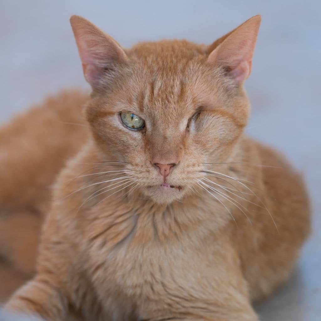 Fresh Stepのインスタグラム：「The stars aligned to bring Leo, the striking adoptable Scorpio onto your feed. ♏🐱  Leo is a senior kitty looking for his forever home. Is your future together written in the stars? 🌌  See our link in bio to adopt Leo and other feline soulmates!  #seniorcat #adoptablecats #catsanctuary #freshstep #freshsteplitter #AdoptASeniorPetMonth」