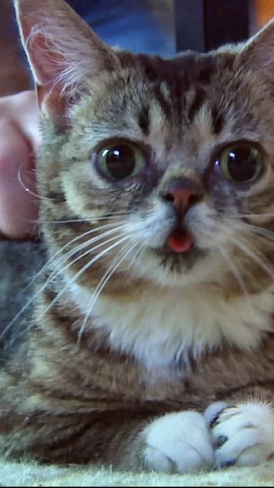 Lil BUBのインスタグラム：「BABY BUB SOUNDS (2012)  #LILBUB #cats #catsofinstagram #kitten #lilbub #lillilbub #babybub」