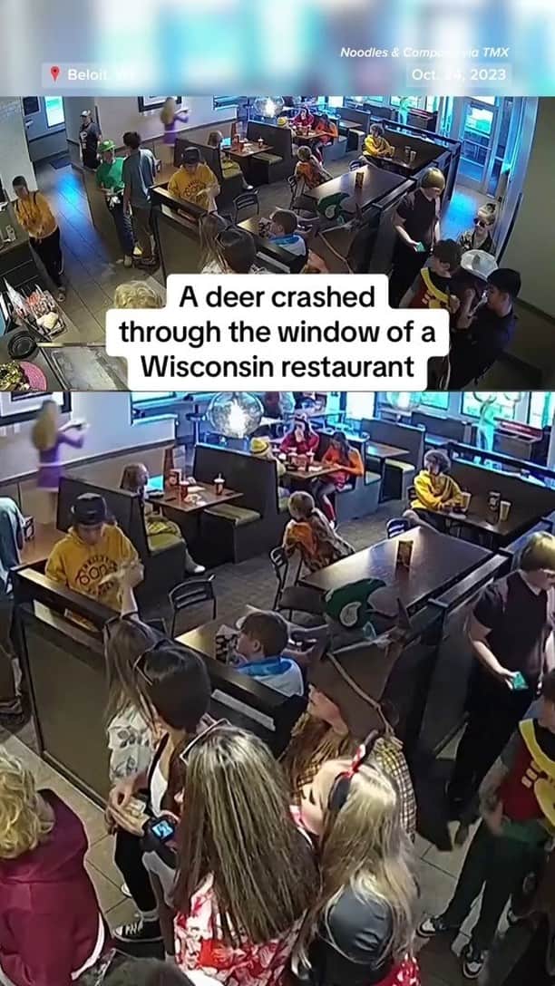 NBC Newsのインスタグラム：「Surveillance footage captured the moment a deer crashed through a window and walked around in a Wisconsin restaurant, which then offered a "2 Buck Mac & Cheese" special the next day to commemorate the event.」