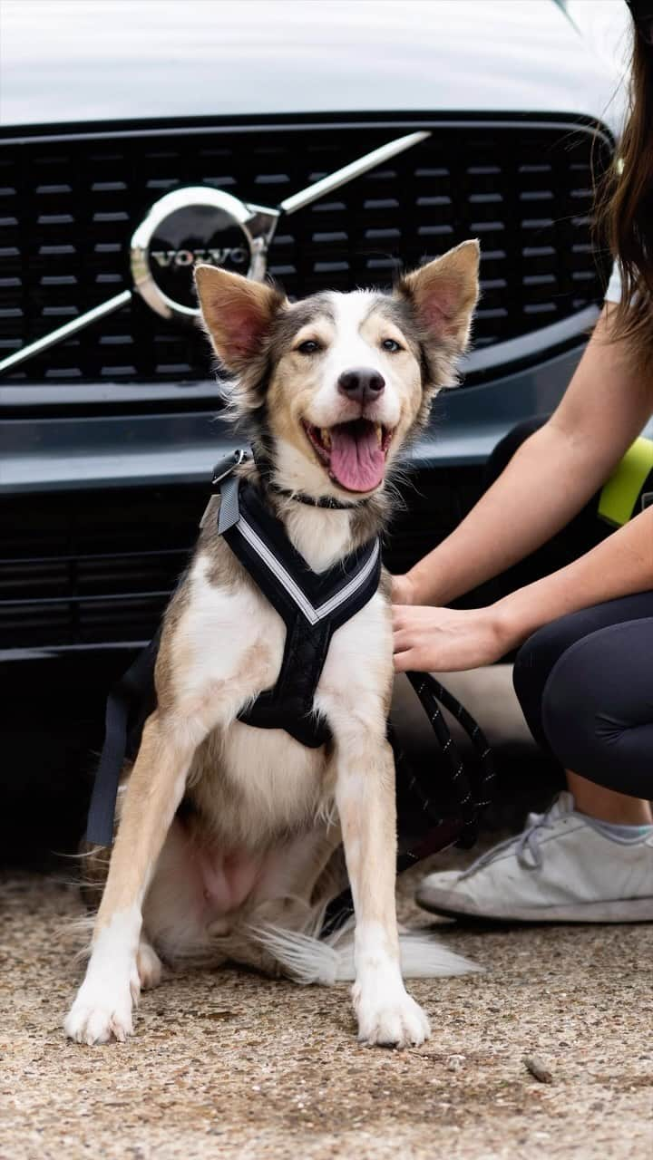 The Dogistのインスタグラム：「#ad With the help of @volvocarusa, I headed to Dallas, TX, teamed up with @heartsandbonesrescue, and went on a citywide mission in the XC60 Recharge plug-in hybrid to rescue dogs from overcrowded shelters. Meet Moonlight (7 y/o) and Snugzz (3 m/o) – two mixed-breed dogs surrendered by their previous owners. With Snugzz safely in tow and Moonlight buckled in, thanks to Volvo’s comfortable dog harness that locks right in (think puppy seatbelt), we stopped for a pup cup and headed to their foster homes without ever having to worry about range. With up to 35 miles of all-electric range*, every day of this mission was electric, and I can’t wait to see these pups make it into their forever homes in the next few weeks. #VolvoXC60  If you’re interested in adopting Moonlight or Snugzz, reach out to @heartsandbonesrescue, and if you can, please support our fundraiser for them!  *Anticipated range is according to WLTP and EPA driving cycles and real-world range may vary. Figures are based on preliminary target.」