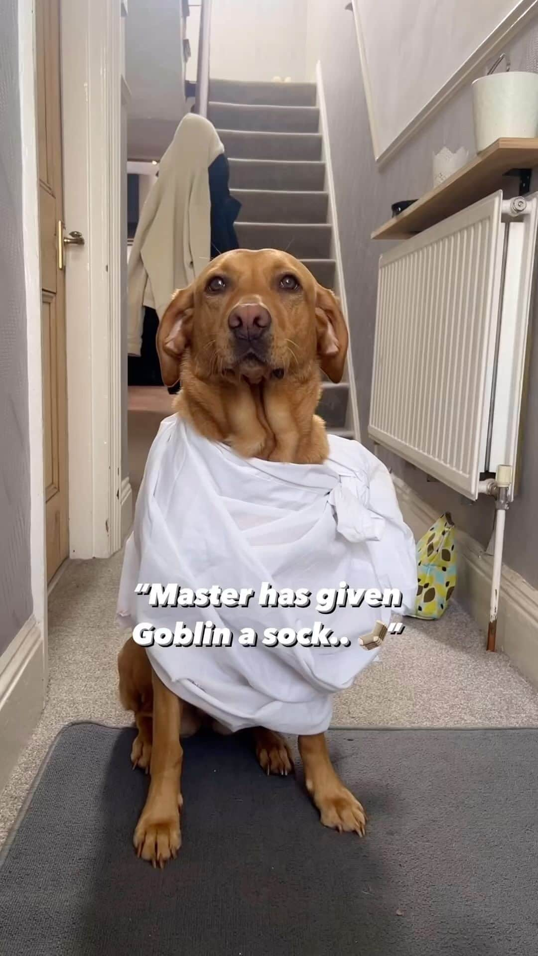 DogsOf Instagramのインスタグラム：「@foxredpeggy is a free house elf (aka goblin) 🧦✨  #houseelf #goblinears #dobbythehouseelf #」