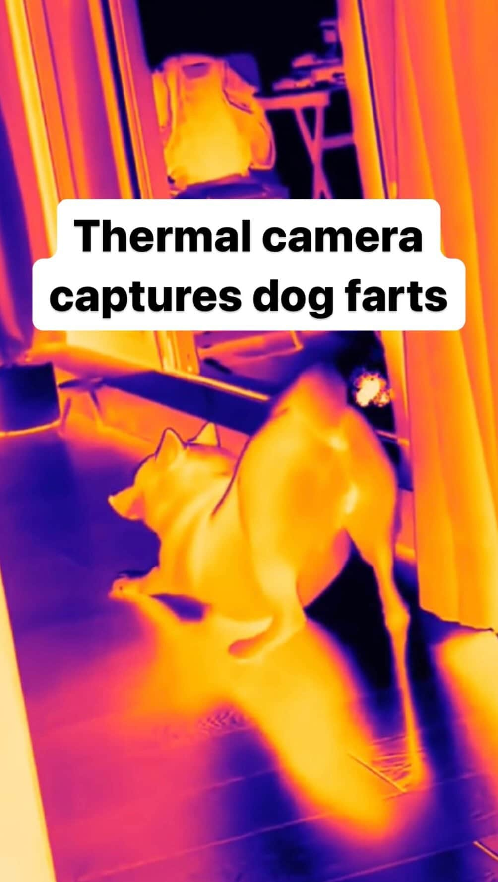 柴スナップのインスタグラム：「Thermo farts💨  そのタイミングで出してるのね😂  #shiba #shibainu #柴犬 #しばいぬ #サーモっ屁  by unknown DM for credit🙇」