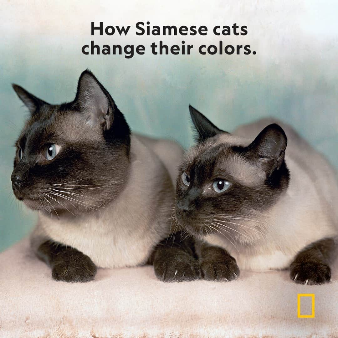 のインスタグラム：「Have you ever seen a Siamese cat change color? Learn more about the genetic mutation that causes them to do so—and leaves them vulnerable to certain health problems—at the link in bio.  Photograph by Willard Culver」