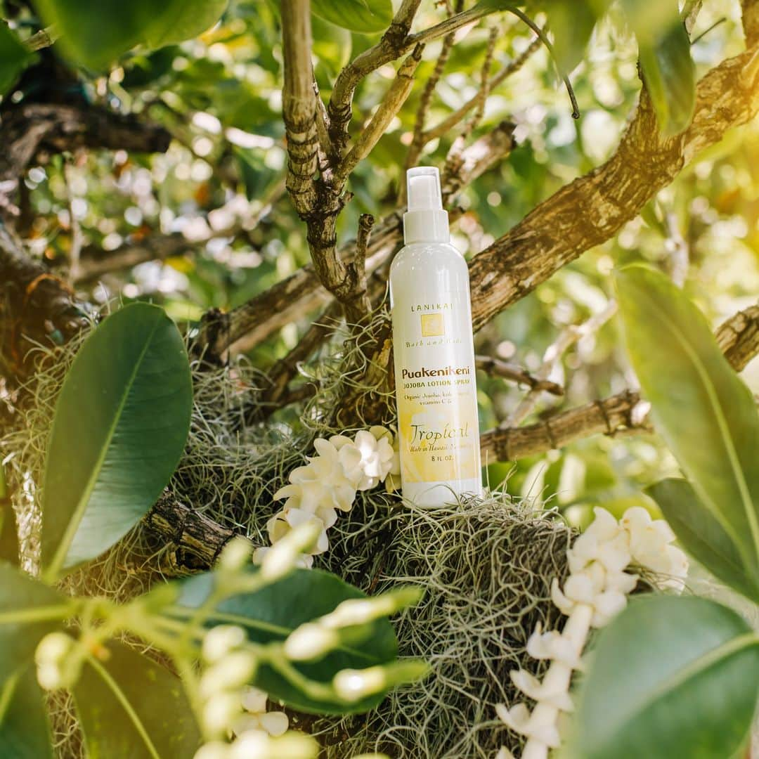 Lanikai Bath and Bodyさんのインスタグラム写真 - (Lanikai Bath and BodyInstagram)「The Puakenikeni blossom is also known in the islands as the 10 cent flower. During Hawai’s “Steamer Days” in the late 1800’s and early 1900’s, the Puakenikeni flower leis were so rare that they were sold for ten cents a piece by lei stringers at the docks.  It’s one of the few flowers that has three beautiful colors (and always one wonderful scent. The first day it’s creamy white, by the second it’s at buttery yellow and on the third it’s a creamy orange.」11月4日 6時52分 - lanikaibathandbody