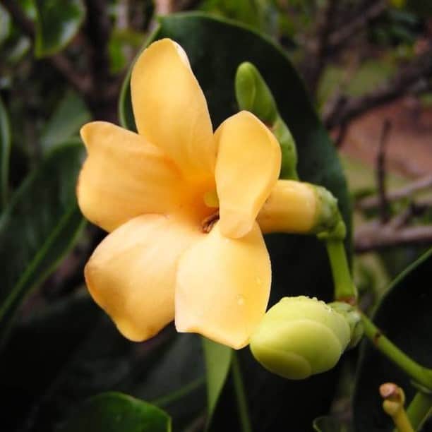 Lanikai Bath and Bodyのインスタグラム：「The Puakenikeni blossom is also known in the islands as the 10 cent flower. During Hawai’s “Steamer Days” in the late 1800’s and early 1900’s, the Puakenikeni flower leis were so rare that they were sold for ten cents a piece by lei stringers at the docks.  It’s one of the few flowers that has three beautiful colors (and always one wonderful scent. The first day it’s creamy white, by the second it’s at buttery yellow and on the third it’s a creamy orange.」