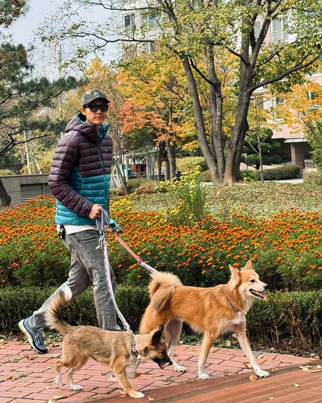 イ・ギウさんのインスタグラム写真 - (イ・ギウInstagram)「🍁 곧 겨울이 올 것 같다 얘들아. 털 있어서 좋겠네😎 더 늦기 전에 단풍놀이 가을 바다 보러가자!!  #사지마세요입양하세요 #유기견에서반려견으로  #가족 #일상 #ootd #주말기록」11月4日 16時31分 - lee_kiwoo