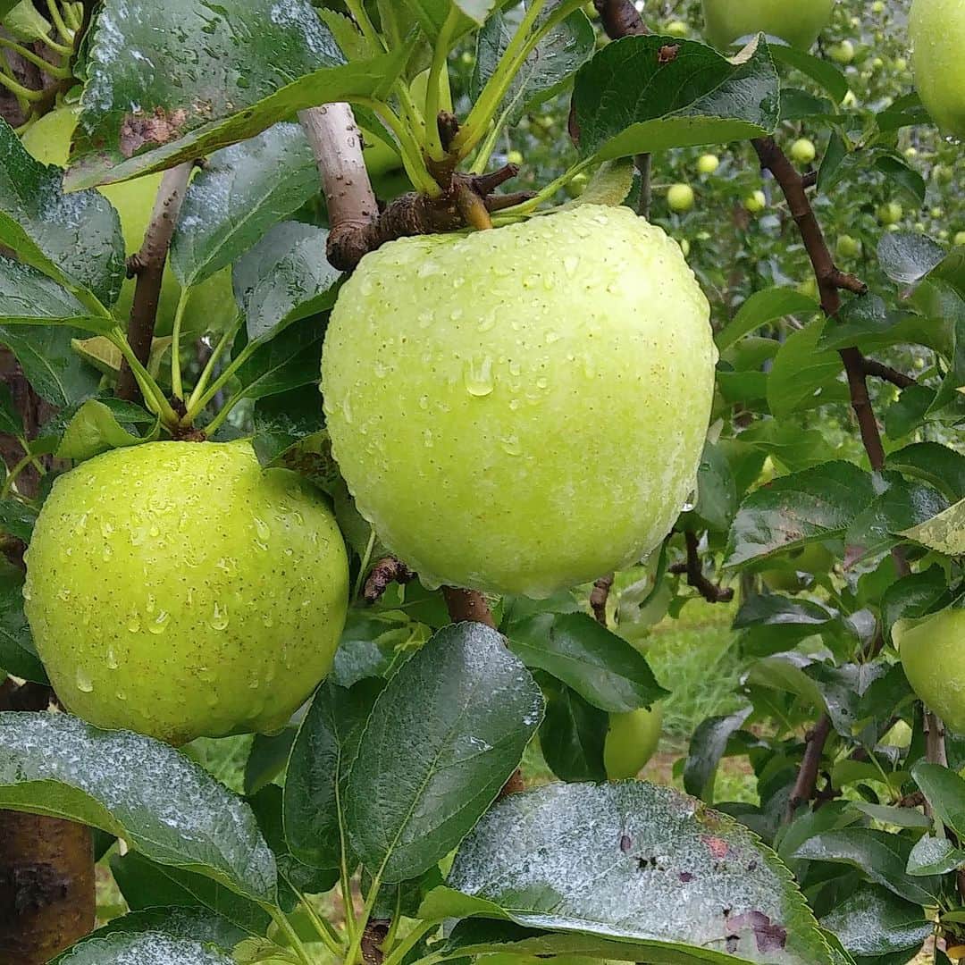 ANDERSEN アンデルセンさんのインスタグラム写真 - (ANDERSEN アンデルセンInstagram)「11月はりんごの収穫を祝い「APPLE FESTIVAL」を開催中🍎  りんごがおいしい季節になりましたね。 広島県北広島町（旧：芸北町）にある 私たちの農場「アンデルセンファーム」でも りんごが今年もおいしく実りました🌳  収穫を祝って、紅玉、グラニースミス、シナノゴールド 3種類のりんごを使ったパンや焼き菓子などを 販売しています🥖  本日は、アンデルセンファームで収穫した 3種類のりんごで作ったジャムをご紹介します🥄  「芸北りんごのジャム」  角切りのりんごプレザーブがごろごろ。 酸味と甘みのバランスが取れたジャムです。  こんがりとトーストしたアンデルセンイギリスに あわせてどうぞ🍞 シナモンシュガーと組み合わせると より秋らしい味わいに。  APPLE FESTIVAL（アップルフェスティバル）は 11月1日（水）〜11月30日（木）の期間限定で開催中です。 ぜひお近くのアンデルセンにお越しください♪」11月4日 16時44分 - andersen_official_jp