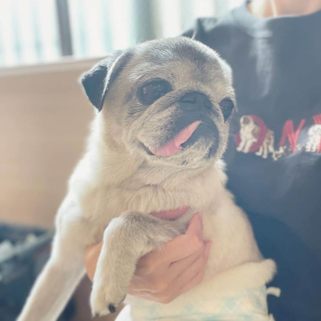 八兵衛のインスタグラム：「Hachibei☺️ Nov2,2023 * *  #ほぼ黒パグ #おじいちゃん犬 #17歳1か月  #pug #puggy #puglife #puglove #petstagram #pugstagram #pugsofinstagram #pugs #dog #八兵衛 #はちべえ」