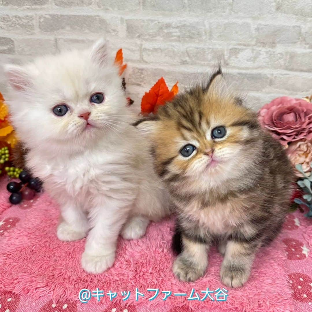 マンチカン(munchkin)キャットファーム大谷のインスタグラム：「本日ご紹介のミヌエットちゃん達です😺❤ 詳細はHPをご覧下さいませ💕 おっとり可愛い子達ですよ💕  No.2618 No.2619  ﾟ+*:;;:*　*:;;:*+ﾟ　ﾟ+*:;;:*　*:;;:*+ﾟ  お店は、月・木曜日が定休日です。 現在、完全予約制になっておりますので ご来店される際はお店へお電話かメールにてご連絡くださいませ🙇‍♀️  お待ちしております🎵  ﾟ+*:;;:*　*:;;:*+ﾟ　ﾟ+*:;;:*　*:;;:*+ﾟ #キャットファーム大谷#まんちかん#マンチカン#サイベリアン#ネコ#こねこ#にゃんこ#猫ちゃん#ねこ部#ニャンスタグラム#猫#ねこ#子猫#モフモフ#モフモフねこ#ミヌエット#短足#ねこすたぐらむ#愛猫#かわいい#ふわもこ部#猫のいる暮らし#マンチカンブリーダー#ミヌエットブリーダー#cat#catsgram #catsofinstagram#instacat#picneko」