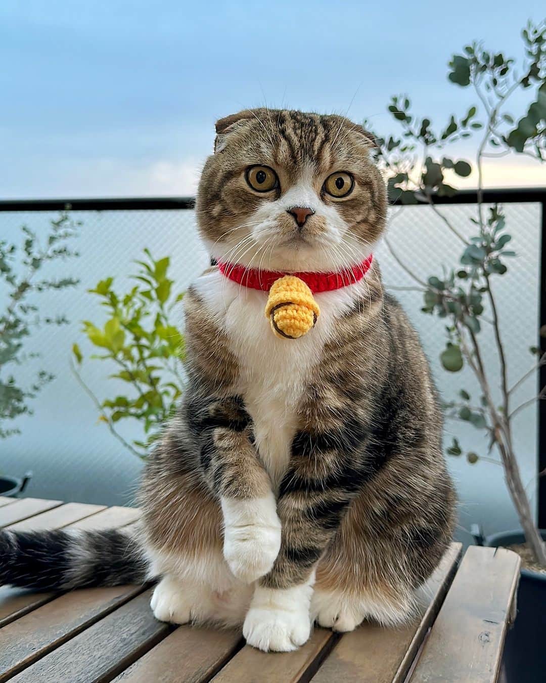 yayoi89のインスタグラム：「Doraemon   リアルドラえもん💙  招き猫にも見えるけど💛 右手は金運を招くんだってね🙊  @dorachan_official  #weeklyfluff #cat #doraemon #adorable #catsofinstagram #9gag #meow #neko #kawaii #catlovers #catoftheday #paws #catstagram #instagood #scottishfold  #ふわもこ部 #ねこ #猫 #ドラえもん #猫 #ねこすたぐらむ #猫部 #猫のいる暮らし #スコティッシュフォールド#招き猫」