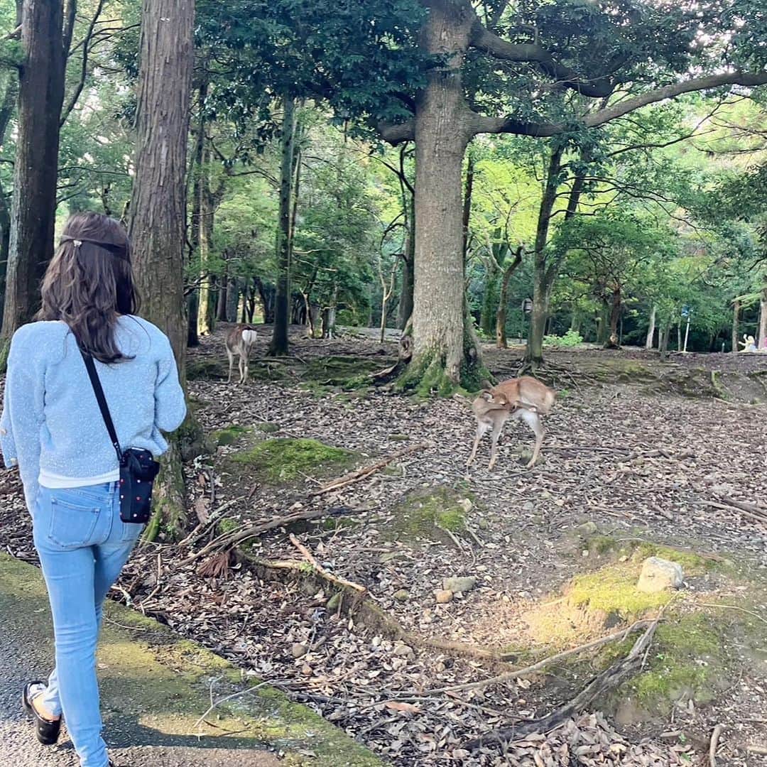 千波さんのインスタグラム写真 - (千波Instagram)「🍁🦌秋です  奈良公園と春日大社。 1番好きな神社。 幼い頃から家族で行ってて 毎年初詣もここ⛩️🦌  可愛いし賢い♡  広大で、ゆったりしてて 穏やかな神社、浄化されます🌿 奈良の空気大好き。  そして鹿さんが賢くて可愛すぎてたまらない。 はぁ〜可愛い😮‍💨ため息出る😮‍💨 毎月行きたいーっ  秋の春日大社は とくにとってもオススメです🍁  #春日大社 #奈良公園 #秋が来た  鹿せんべい食べてみる人 必ずいるよね😂笑」11月4日 17時31分 - chinami19880612