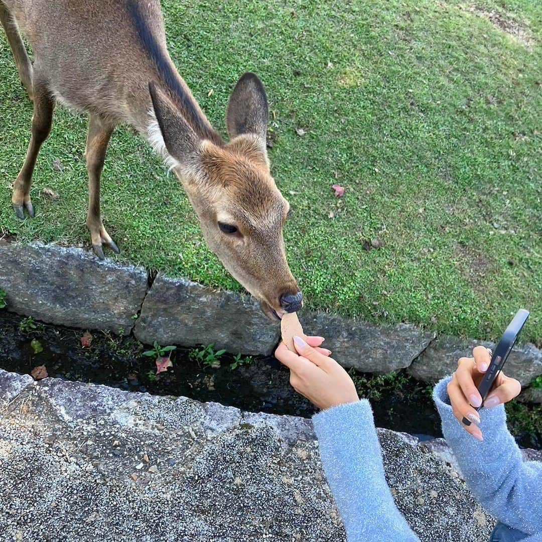 千波さんのインスタグラム写真 - (千波Instagram)「🍁🦌秋です  奈良公園と春日大社。 1番好きな神社。 幼い頃から家族で行ってて 毎年初詣もここ⛩️🦌  可愛いし賢い♡  広大で、ゆったりしてて 穏やかな神社、浄化されます🌿 奈良の空気大好き。  そして鹿さんが賢くて可愛すぎてたまらない。 はぁ〜可愛い😮‍💨ため息出る😮‍💨 毎月行きたいーっ  秋の春日大社は とくにとってもオススメです🍁  #春日大社 #奈良公園 #秋が来た  鹿せんべい食べてみる人 必ずいるよね😂笑」11月4日 17時31分 - chinami19880612