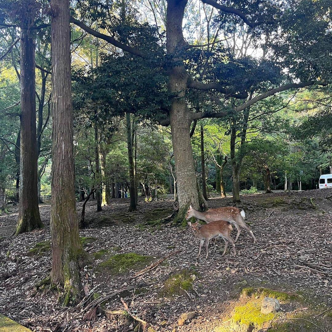 千波さんのインスタグラム写真 - (千波Instagram)「🍁🦌秋です  奈良公園と春日大社。 1番好きな神社。 幼い頃から家族で行ってて 毎年初詣もここ⛩️🦌  可愛いし賢い♡  広大で、ゆったりしてて 穏やかな神社、浄化されます🌿 奈良の空気大好き。  そして鹿さんが賢くて可愛すぎてたまらない。 はぁ〜可愛い😮‍💨ため息出る😮‍💨 毎月行きたいーっ  秋の春日大社は とくにとってもオススメです🍁  #春日大社 #奈良公園 #秋が来た  鹿せんべい食べてみる人 必ずいるよね😂笑」11月4日 17時31分 - chinami19880612