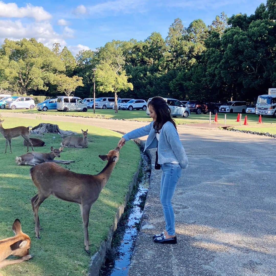 千波さんのインスタグラム写真 - (千波Instagram)「🍁🦌秋です  奈良公園と春日大社。 1番好きな神社。 幼い頃から家族で行ってて 毎年初詣もここ⛩️🦌  可愛いし賢い♡  広大で、ゆったりしてて 穏やかな神社、浄化されます🌿 奈良の空気大好き。  そして鹿さんが賢くて可愛すぎてたまらない。 はぁ〜可愛い😮‍💨ため息出る😮‍💨 毎月行きたいーっ  秋の春日大社は とくにとってもオススメです🍁  #春日大社 #奈良公園 #秋が来た  鹿せんべい食べてみる人 必ずいるよね😂笑」11月4日 17時31分 - chinami19880612