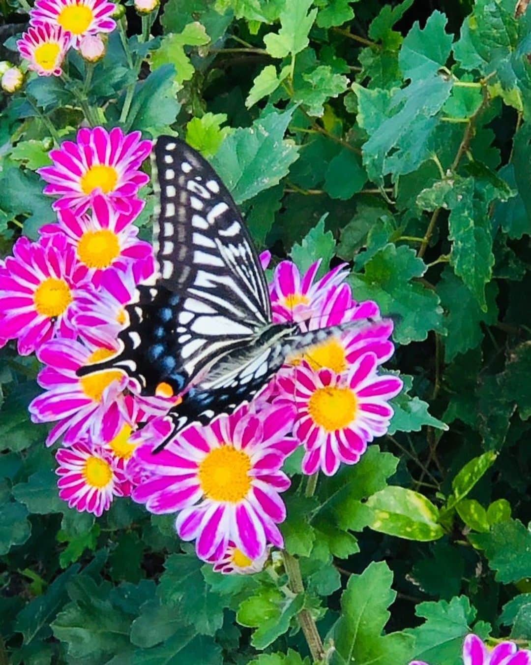 田上よしえさんのインスタグラム写真 - (田上よしえInstagram)「ジャポニカ学習帳の表紙みたいな写真撮れた🦋 今日も平和だ  #蝶々 #butterfly」11月4日 17時29分 - tanoueyoshie
