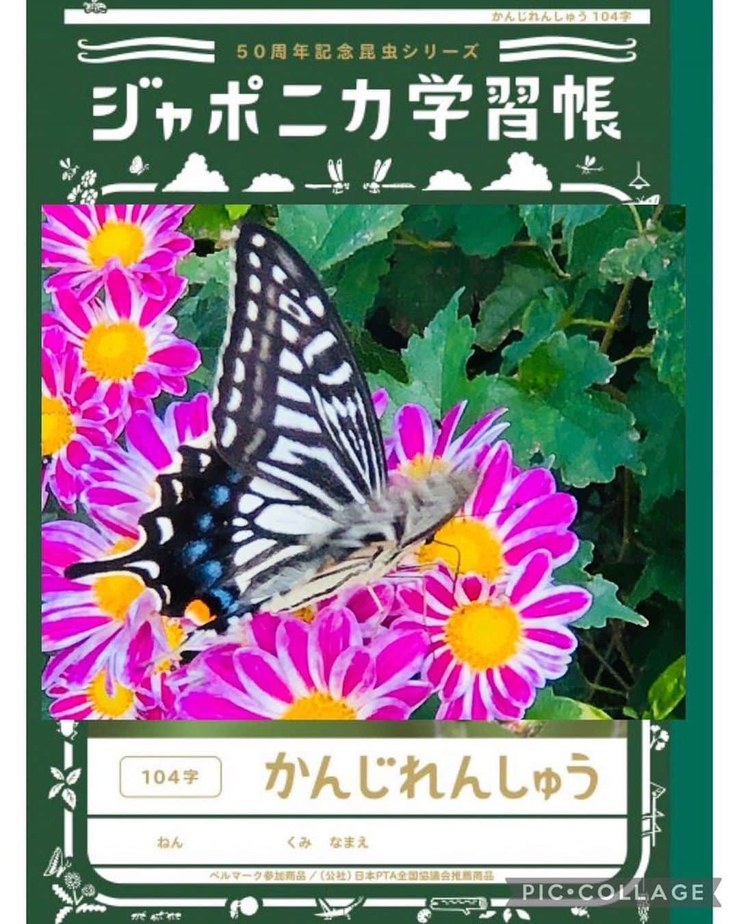 田上よしえのインスタグラム：「ジャポニカ学習帳の表紙みたいな写真撮れた🦋 今日も平和だ  #蝶々 #butterfly」