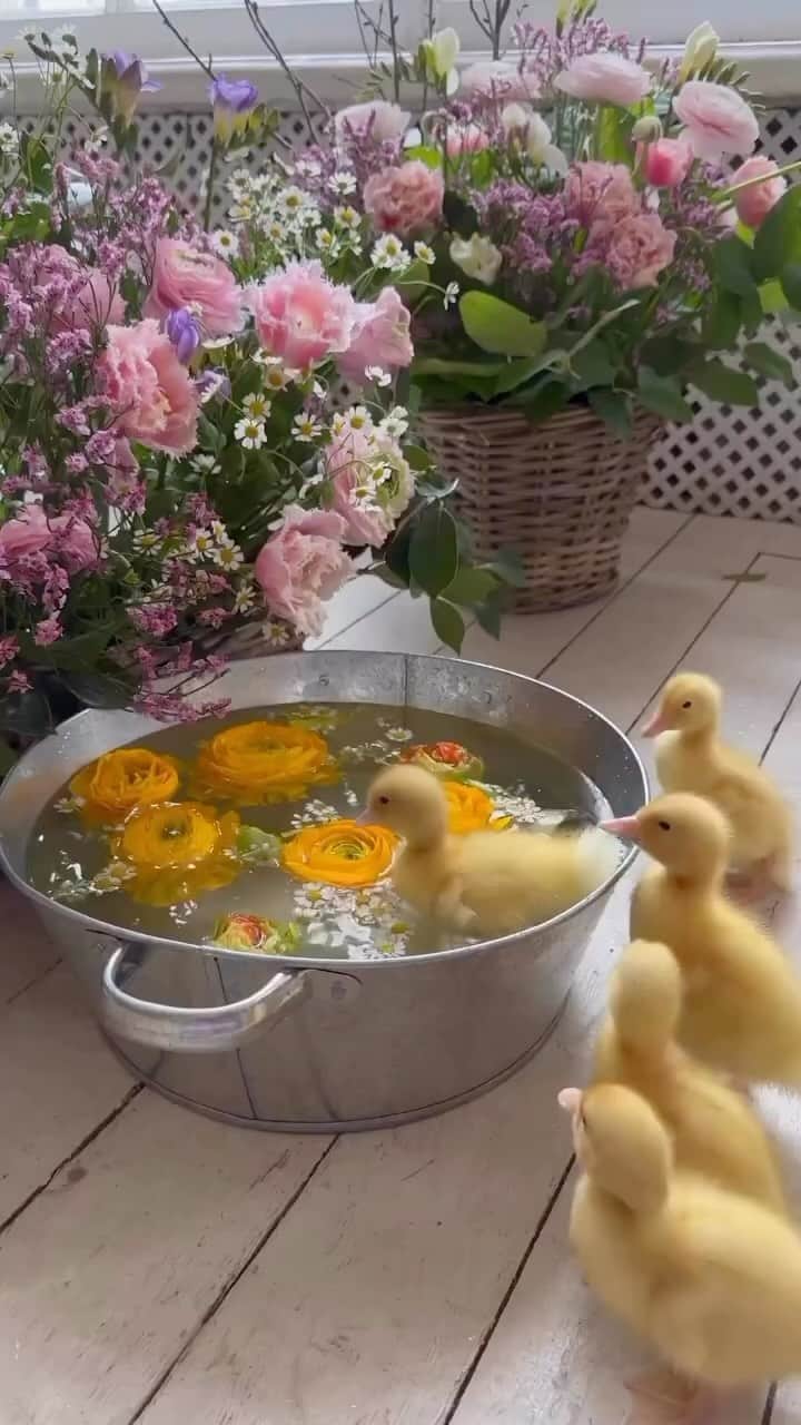 のインスタグラム：「By @photo_lodka_ Have a wonderful day everyone 💐💐💐 Tag your animal lover friends 🥰🥰🐥🐥  . #duck #play #natgeo #discover #explore #landscape #baby #animal #farm」
