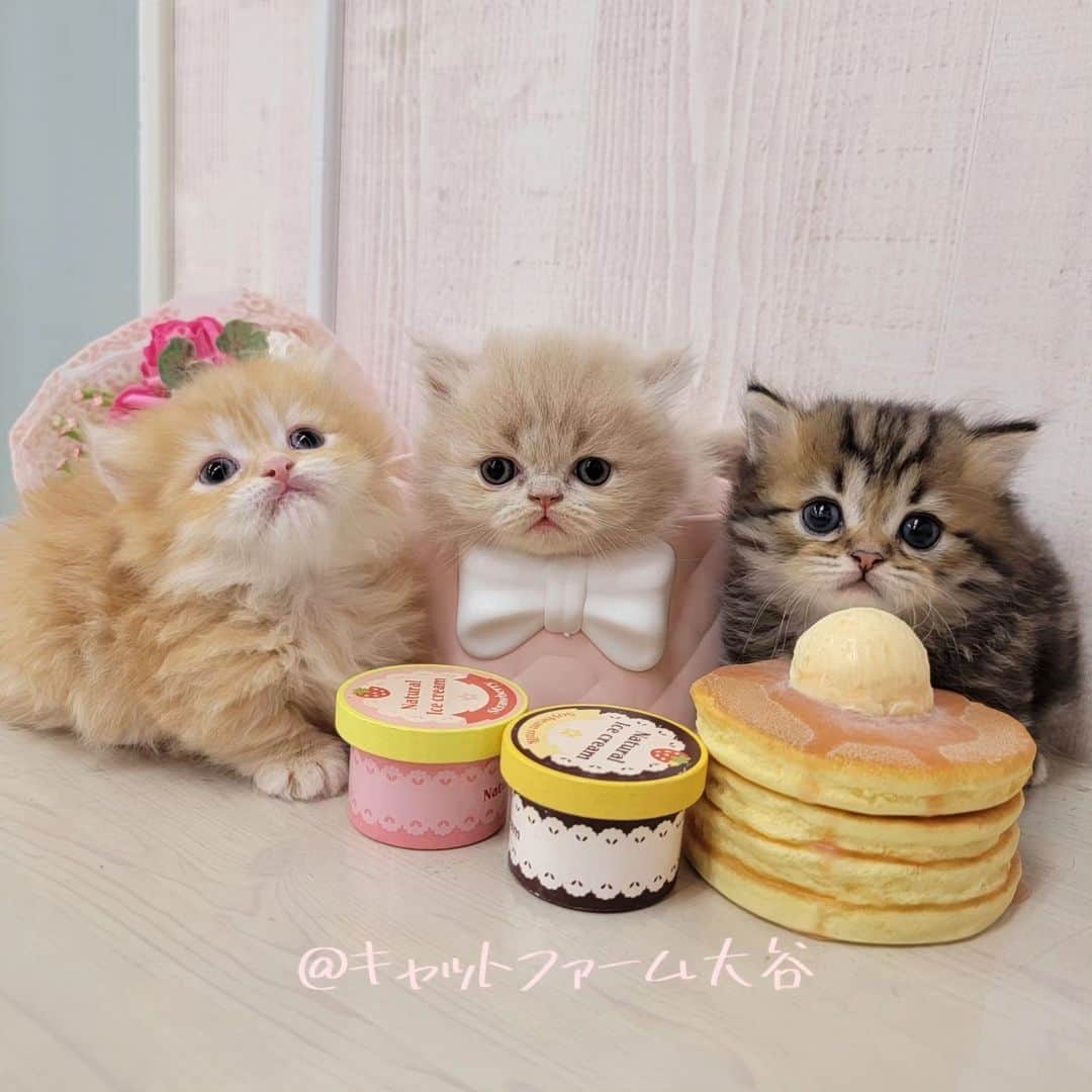 マンチカン(munchkin)キャットファーム大谷さんのインスタグラム写真 - (マンチカン(munchkin)キャットファーム大谷Instagram)「もうすぐご紹介のミヌエット短足ちゃんでーす💕  ﾟ+*:;;:*　*:;;:*+ﾟ　ﾟ+*:;;:*　*:;;:*+ﾟ  お店は、月・木曜日が定休日です。 現在、完全予約制になっておりますので ご来店される際はお店へお電話かメールにてご連絡くださいませ🙇‍♀️  お待ちしております🎵  ﾟ+*:;;:*　*:;;:*+ﾟ　ﾟ+*:;;:*　*:;;:*+ﾟ #キャットファーム大谷#まんちかん#マンチカン#サイベリアン#ネコ#こねこ#にゃんこ#猫ちゃん#ねこ部#ニャンスタグラム#猫#ねこ#子猫#モフモフ#モフモフねこ#ミヌエット#短足#ねこすたぐらむ#愛猫#かわいい#ふわもこ部#猫のいる暮らし#マンチカンブリーダー#ミヌエットブリーダー#cat#catsgram #catsofinstagram#instacat#picneko」11月4日 17時38分 - roytar222