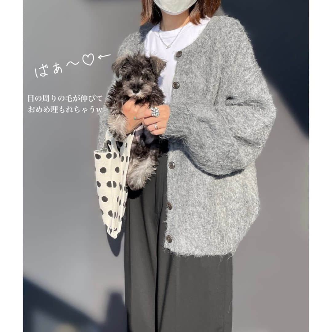 emi0830emiさんのインスタグラム写真 - (emi0830emiInstagram)「2023.11.4 \\もこもこinモケモケ🐶♡//  シュナのパピーが我が家にやってきて今日でちょうど2週間🙌💞 日々確実に大きくなってきてるよ〜👀✨ 毛もどんどん伸びてきてもさもさしてきた‼︎w くりくりの真っ黒おめめが隠れちゃう😂  パピー期間ってマジで一瞬で過ぎ去るよね〜🫠 1日1日を大切に目に焼き付けなきゃ〜🥹💓  そんなわけで♡ 今回はモケモケ可愛いニットカーデに埋もれるモコモコ🐶をお届けします🥰🫶🏻←  3wayだけど私はカーデとして着るのが主だなー☺︎  cardigan #classicalelf T-shirt & pants #uniqlo bag #qoo10 shoes #nikeairmax  * * * * * * * * * * * * * * * *  #きれいめカジュアル#大人カジュアル#オトナカジュアル#大人コーデ#大人ファッション#高身長コーデ#クラシカルエルフ#エルフコーデ#ユニクロ#uniqloコーデ#zozotown購入品#ニットカーデ#ニットカーディガン#カーディガンコーデ#モノトーンコーデ#シュナウザー」11月4日 17時48分 - emi0830emi