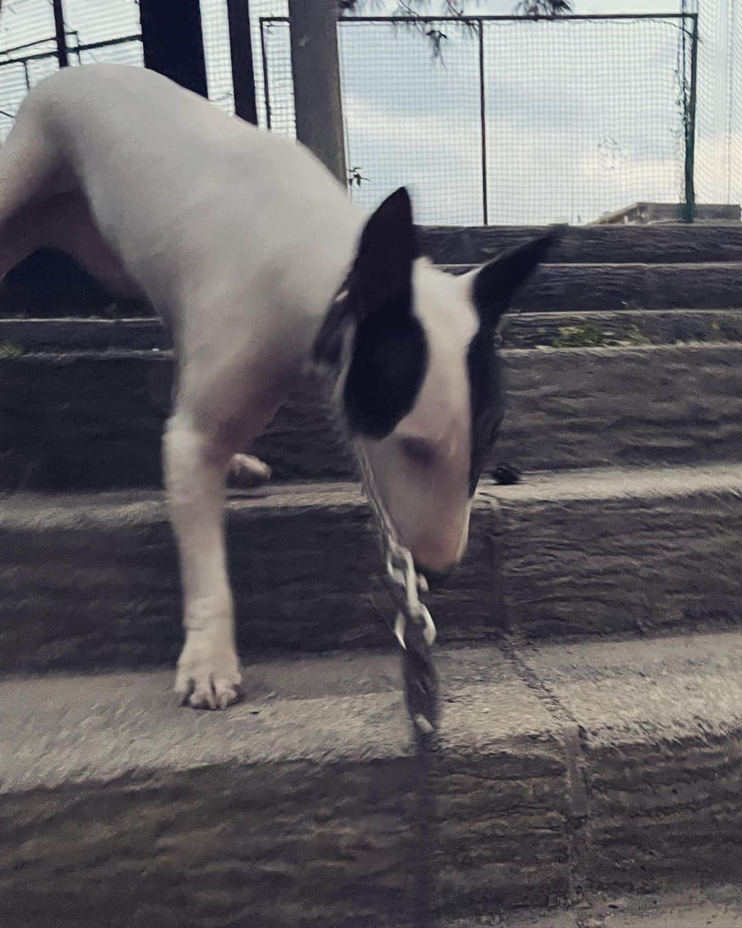 Q太郎さんのインスタグラム写真 - (Q太郎Instagram)「#minituru#bull#terrier#minibullterrier#miniturubullterrier#dog#dogstagram#cute#qtaro#love#family#ミニチュア#ブルテリア#ミニチュアブルテリア#Q太郎」11月4日 17時41分 - qtaro.jun