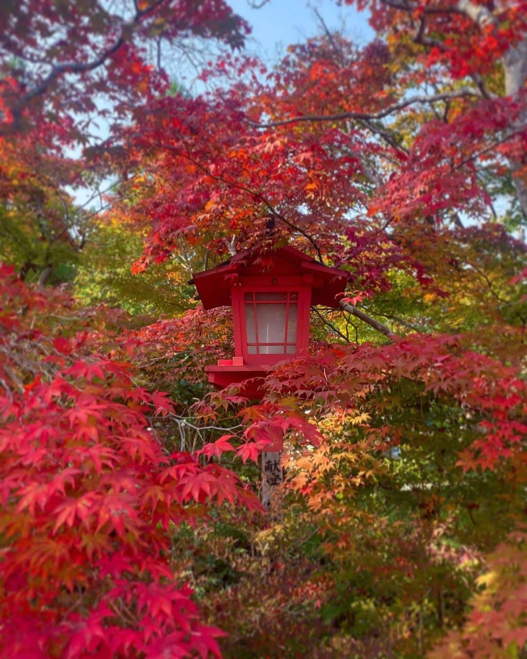 hama_aki_pppさんのインスタグラム写真 - (hama_aki_pppInstagram)「京都府亀岡市#鍬山神社 (スライドして下さい)  Location Kyoto Japan (Swipe)   2023.11.02   京都の紅葉はココから、とも言える鍬山神社ですが少し早かった😅 駐車場付近は真っ赤でしたが中はコレからと言った感じでした 赤い部分を探してそこから必死で撮った感じでした🍁🍁　  #神社仏閣  #寺社仏閣  #こころから  #おとな旅プレミアム  #そうだ京都行こう  #日本に京都があってよかった  #関西でお写んぽ  #タビジェニ　 #京都大人旅  #日本庭園  #japanese_gardens  #japanesetemple  #jalan_travel  #japanautumn  #loves_united_kyoto  #visitjapanjp #zekkeipicture  #autumn_leaves  #iphonephotography  #jalan_travel  #sorakataphoto  #kyototemple  #cooljapanvideos  #deaf_b_j_  #total_japan  #japanesegarden  #iphonephotographer  #iphoneonly  #special_spot_  #special_spot」11月4日 17時58分 - hama_aki_ppp