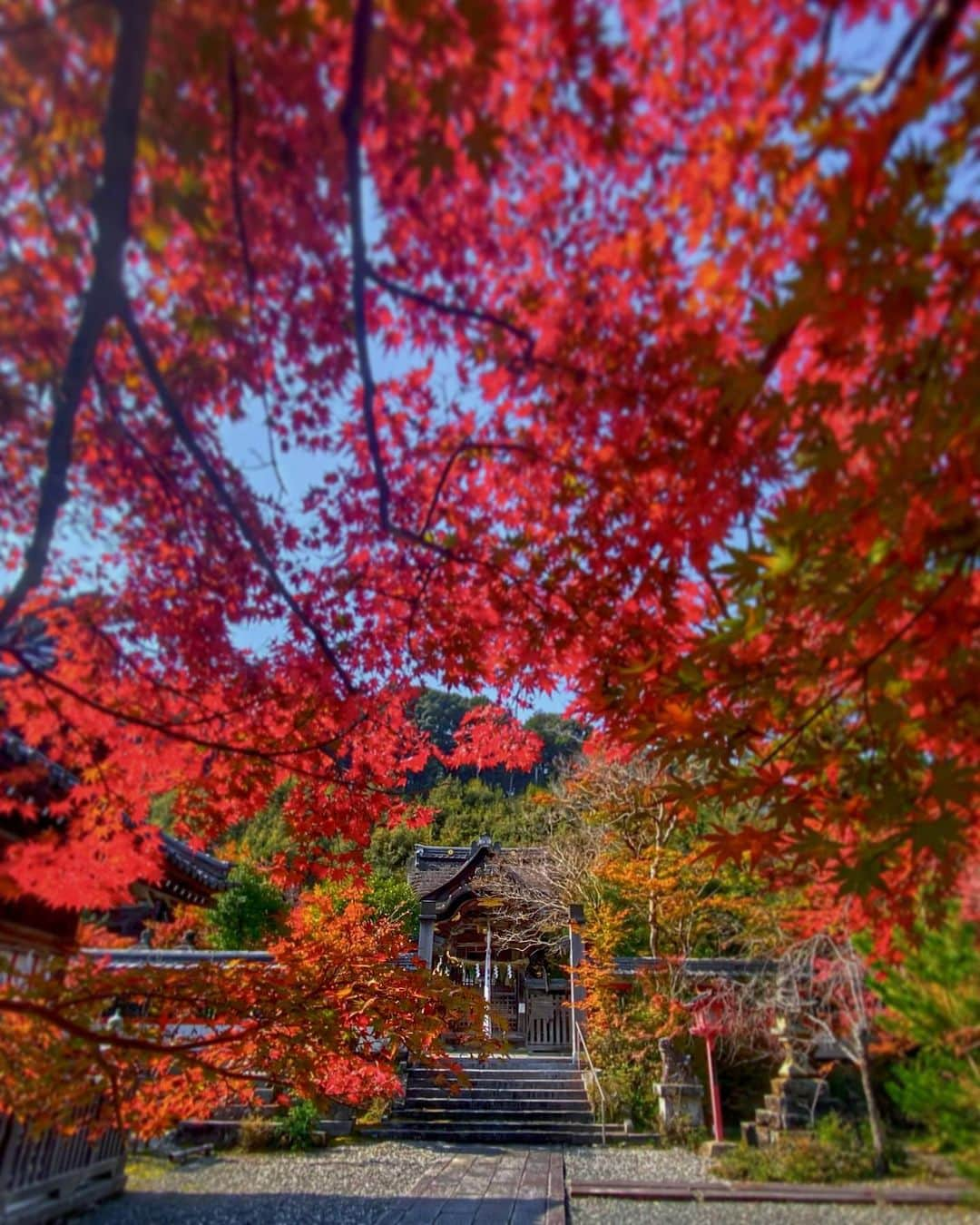 hama_aki_pppさんのインスタグラム写真 - (hama_aki_pppInstagram)「京都府亀岡市#鍬山神社 (スライドして下さい)  Location Kyoto Japan (Swipe)   2023.11.02   京都の紅葉はココから、とも言える鍬山神社ですが少し早かった😅 駐車場付近は真っ赤でしたが中はコレからと言った感じでした 赤い部分を探してそこから必死で撮った感じでした🍁🍁　  #神社仏閣  #寺社仏閣  #こころから  #おとな旅プレミアム  #そうだ京都行こう  #日本に京都があってよかった  #関西でお写んぽ  #タビジェニ　 #京都大人旅  #日本庭園  #japanese_gardens  #japanesetemple  #jalan_travel  #japanautumn  #loves_united_kyoto  #visitjapanjp #zekkeipicture  #autumn_leaves  #iphonephotography  #jalan_travel  #sorakataphoto  #kyototemple  #cooljapanvideos  #deaf_b_j_  #total_japan  #japanesegarden  #iphonephotographer  #iphoneonly  #special_spot_  #special_spot」11月4日 17時58分 - hama_aki_ppp