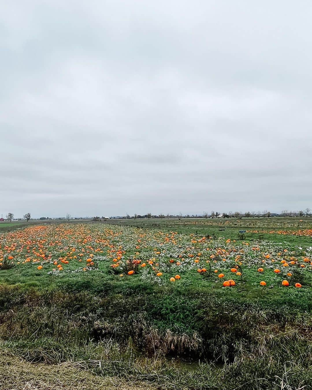 ジュエル・ステイトさんのインスタグラム写真 - (ジュエル・ステイトInstagram)「🧙‍♀️🎃🍁」11月4日 8時56分 - jewelstaite