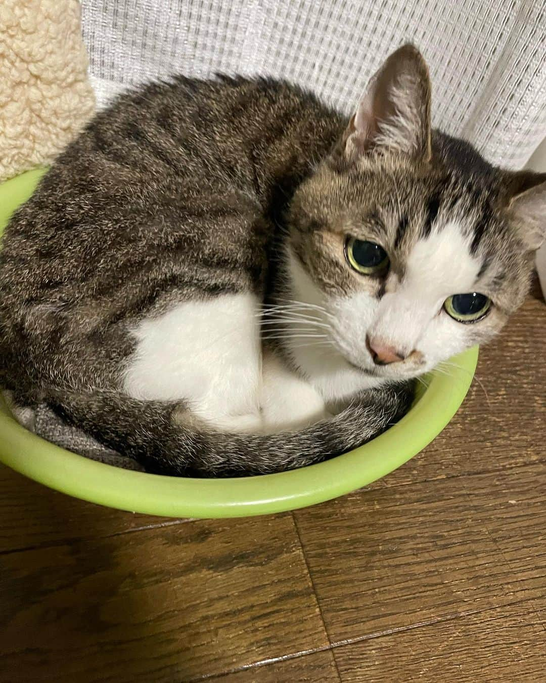 小林由佳さんのインスタグラム写真 - (小林由佳Instagram)「うちの猫ちゃんたちとゴロゴロしたーい #🐈 #🐈‍⬛ #💤 #cat #family #ゴロゴロ #癒し」11月4日 9時09分 - ykp_qkb