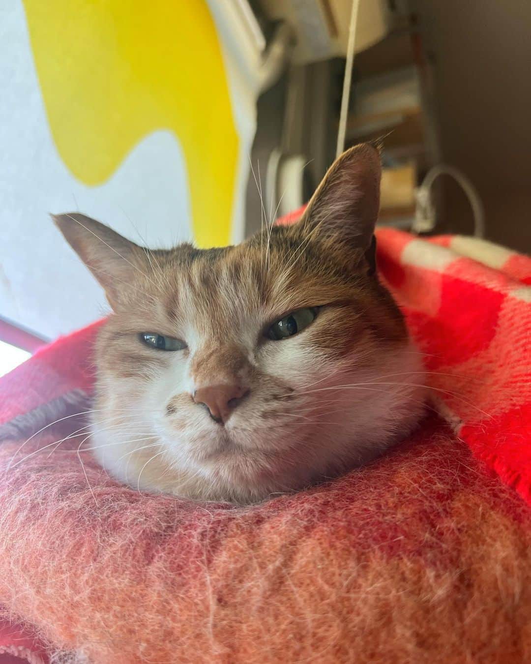 のインスタグラム：「おはよ。お団子チミータ。 #ポチ実 #三毛猫 #ミーの巣」