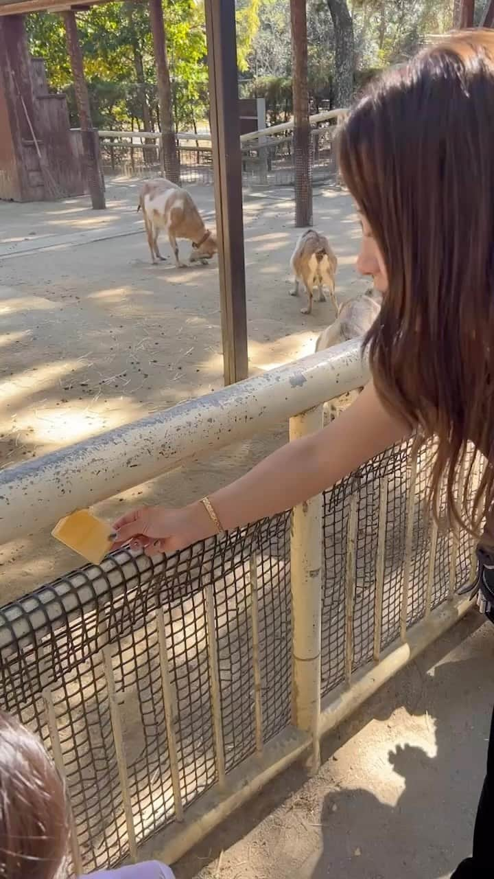 加賀其真美のインスタグラム：「#海の中道海浜公園  ． 姪っ子達が手で餌やりきらんけん代わりに🫢✨ と思ったけど手まで食べられそうなお口でちょっとこわかった🥴笑笑 めちゃくちゃ疲れたけどそれ以上に楽しかった😗♩♬」