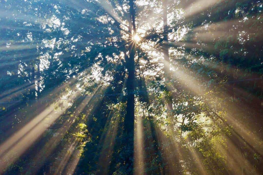 プンクマのインスタグラム：「薔薇の森の朝。 木立の合間から降り注ぐ光芒が美しい。 #ドリプレローズガーデン #光芒」