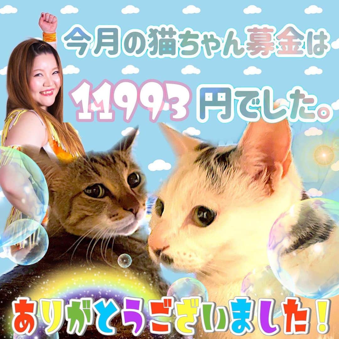 マリ卍のインスタグラム：「10月分の #猫ちゃん募金 集計完了しました！皆様のおかげで🐈11993円❤️集まりました！ 本当にありがとうございました。 責任持って #忍者ねこカフェ猫影 様にお届けします！ @nekokage_gifu  私の愛猫むぅといなりのグッズ(一緒に撮ったポートレート他…)の売上の2割と、卍売店にて募金箱を設置させて頂いております🙇‍♀️  #岐阜県 #岐阜市 #柳ケ瀬 #柳ケ瀬プロレス #Ladius #joshipuroresu #prowrestler #followme #joshipuro #prowrestling #wrestling #wrestler #女子プロレス #プロレス」