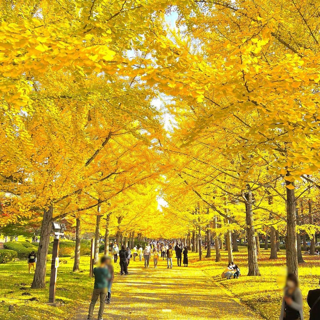 正隨優弥さんのインスタグラム写真 - (正隨優弥Instagram)「東北旅  #山形総合運動公園  #銀杏並木」11月4日 9時40分 - zui.l.zui