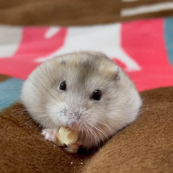 hamster_mocoのインスタグラム：「もぐもぐ( "´༥`" )♬.*ﾟ  お耳ぺたんこで柚子のお饅頭みたい🤭💓 2023.11.4 ✼••┈┈••✼••┈┈••✼••┈┈••✼••┈┈••✼ #ハムスターゆず#ハムスター#ジャンガリアンハムスター#ジャンガリアン#ジャンガリアンプディング#プディングジャンガリアン#イエロージャンガリアン#ふわもこ部 #モフモフ#ペット#親バカ部 #hamster#djungarian#hamstagram#hammy#happy_pets#PET_OF_OUR_WORLD#igersjp#ig_japan#instapet#weeklyfluff#kawaii#cute#仓鼠#정글리안#햄스터」