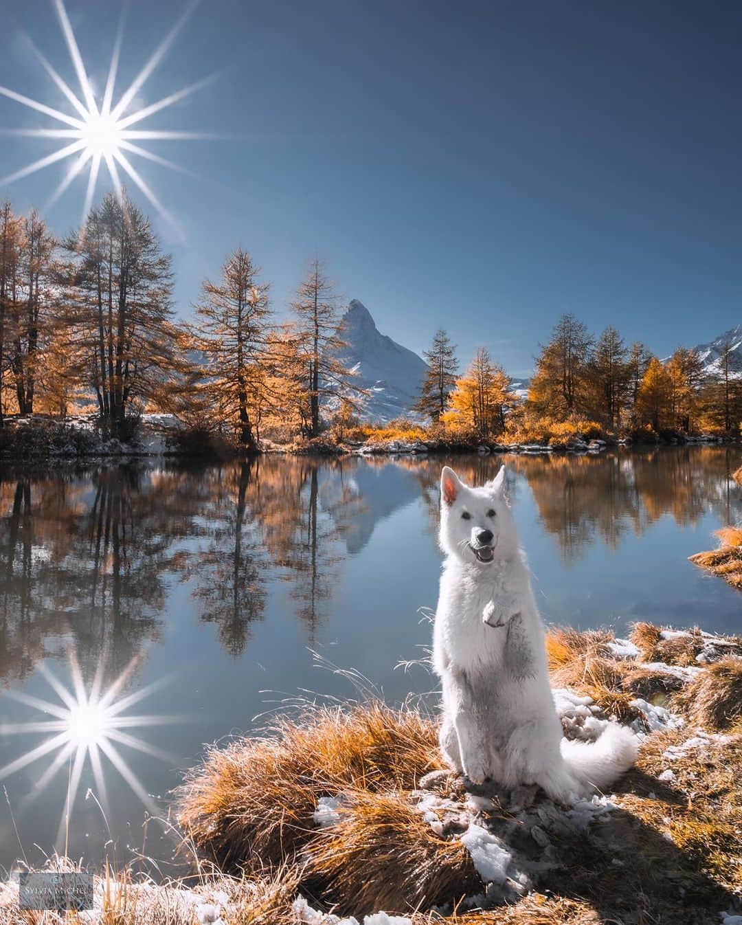 のインスタグラム：「Catch the sun with me! ☀️ - 📷 @rastawhiteshepherd @michelphotographych - #barked #dog #doggo #WhiteShepherd」