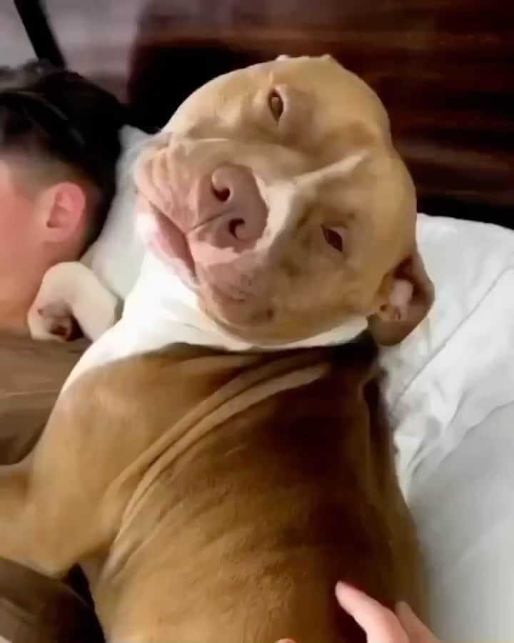 Pit Bull - Fansのインスタグラム