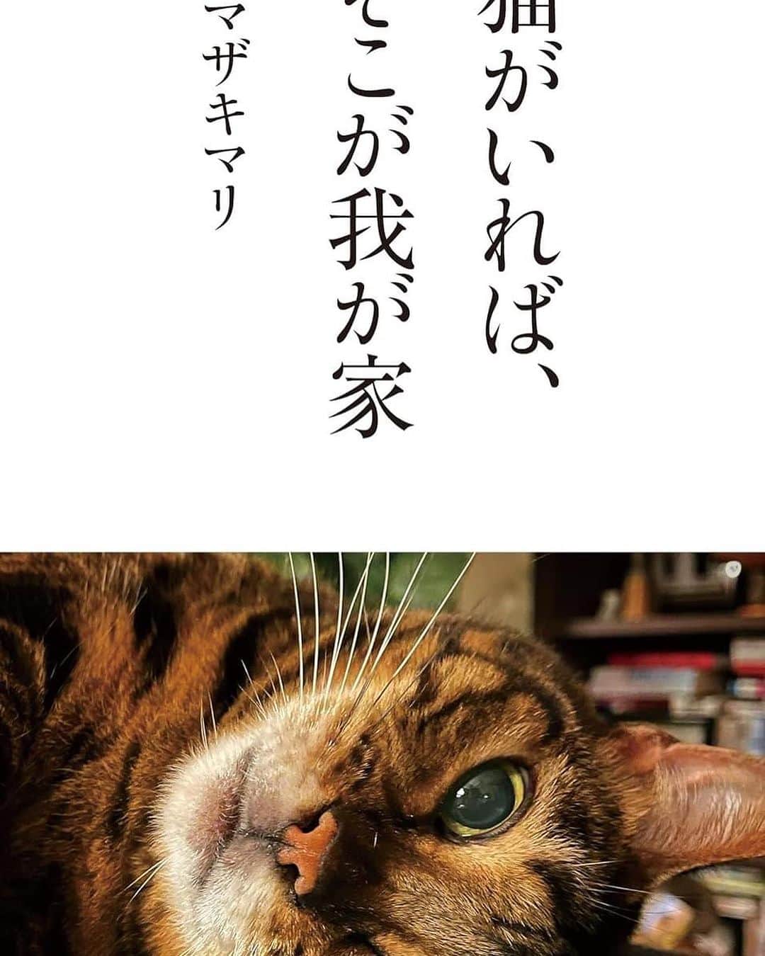 ヤマザキマリのインスタグラム：「外出先から戻れば、玄関に駆け寄ってくるベレンに向かって、つい「ごめんね」という言葉が口から漏れる。「待たせてごめんね」「ご飯がないね、ごめんね」と。まん丸な瞳でじっと見つめられると、家に帰るまでの間に自分の中に芽生えた邪心や怠惰を見透かされたような気になって、つい「ごめんね」という言葉が口をつく。  今から10年以上前、自分の漫画がヒットして、その流れで作品が実写化されるころ、メディアでの露出が増えたことで、巷では漫画家のヤマザキマリという一種の偶像のようなものが象られるようになっていった。ヤマザキさんといえば、イタリアかぶれ。思ったことは全て口にする、物言う漫画家ヤマザキマリ。露出が増えれば増えるほど世間からあれやこれやとジャッジされる機会が増えていった。  当然のことながらベレンは私に対してそんな偏見を持つことはない。むしろ人間の世界で起こっているそうした表層的な事象を半ば呆れながら俯瞰で見ている気配すらする。世間の評価に翻弄され、仕事に疲弊し、時には意気消沈している私に「ホモ・サピエンスってしみじみ厄介な生き物だね」と問いかけてくるような気がしてしまうのだが、今やこのベレンを介しての自省は私にとってなくてはならない日常的習慣となってしまった。  「猫がいれば、そこが我が家」（河出書房新社） ヤマザキマリ https://kawade.co.jp/np/isbn/9784309031392/…」