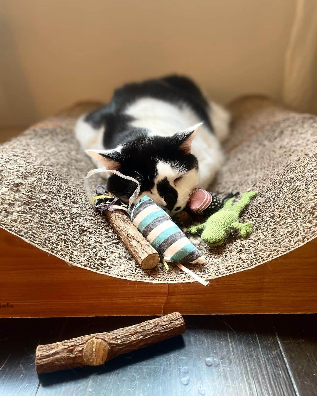 山本浩未のインスタグラム：「それぞれの週末😽🐱  #れぇこともへじ」