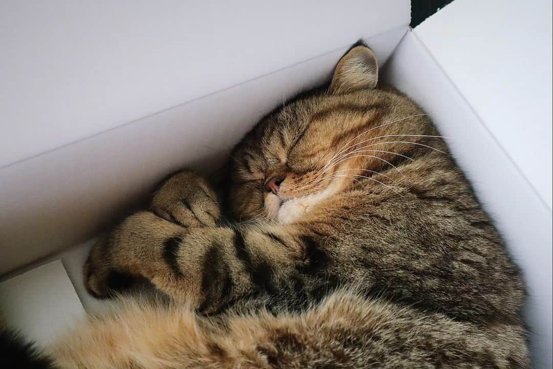 寅次郎（とらちゃん）のインスタグラム：「すやすやお昼寝中～🐻💤💤  #naptime  #catsinboxes  #お昼寝タイム  #猫との暮らし  #catlife  #catsofinstagram」