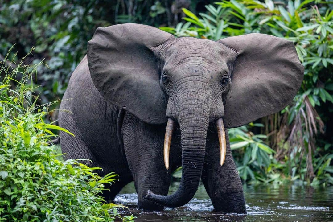 thephotosocietyのインスタグラム：「Photo by @thomas.nicolon // Crossing paths with an elephant in the thick tropical rainforest is both a thrilling and terrifying experience. Forest elephants are quick to charge when feeling threatened. To be in their presence is an unparalleled wildlife encounter. Shot for @wcs_congo in Nouabalé-Ndoki National Park, Republic of Congo. // Follow me @thomas.nicolon for more images from central Africa.」