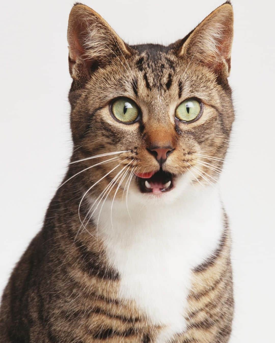 COMPLEXさんのインスタグラム写真 - (COMPLEXInstagram)「According to CNN, In a study published in the journal Behavioural Processes last month, two US scientists counted 276 different facial expressions when domesticated cats interacted with one another. 🐱  They also found that cats have some expressions in common with humans- which they may have picked up over the years!」11月4日 11時35分 - complex